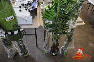 342 · MONSTERA TREE 110CM