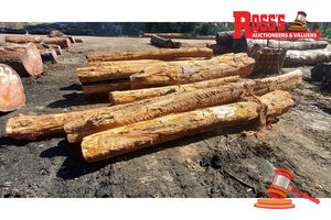 55 · 13 x ALLOCASUARINA FRASERIANA SHEAOAK LOGS APPROX DIMENSIONS:3-5.4m/250-600mm APPROX WEIGHT: 5.9 TONNES, NOTE: DOMESTIC PROCESSING REQUIRED
