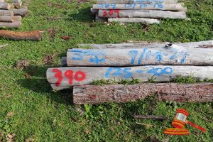 390 · BUNDLE OF 9 X JARRAH FENCE POSTS LOGS, 1.8 - 2.4 M LONG, 125 - 200 mm DIAMETER