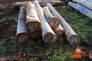 235 · BUNDLE OF 8 X JARRAH LOGS,3.2 -4.5 M LONG, ALL 300mm DIAMETER