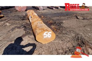 56 · 1 x ALLOCASUARINA FRASERIANA SHEAOAK LOG APPROX DIMENSIONS:3.2m/450mm APPROX WEIGHT: 0.66 TONNE, NOTE: DOMESTIC PROCESSING REQUIRED