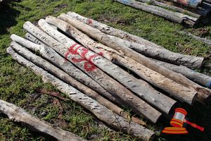 436 · BUNDLE OF 25 X JARRAH FENCE POSTS LOGS - 2.0 M LONG, 100 - 125mm DIAMETER
