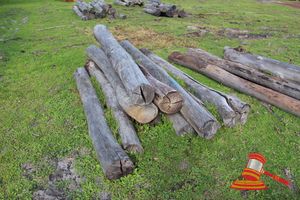 BUNDLE OF 10 X JARRAH LOGS, 2.5 - 3.0 M LONG, 200mm DIAMETER
