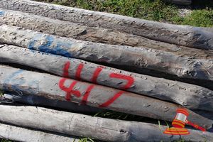 417 · BUNDLE OF 25 X JARRAH FENCE POSTS LOGS - 2.0 M LONG, 125mm DIAMETER