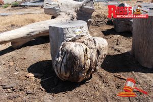 ALL206 - LANDSCAPE LOGS 600-1100mm (Diameter) x 0.9m Landscape Jarrah BURL Log