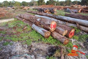 265 · BUNDLE OF 5 X JARRAH LOGS,1 @ 3.4, 1 @ 3.8, 1 @ 5.7 M LONG, ALL 700mm DIAMETER