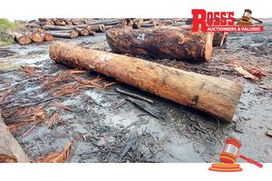 27 · 1 x EUCALYPTUS MARGINATA JARRAH LOG (BIRDSEYE), APPROX DIMENSIONS: 6.3m/700mm, APPROX WEIGHT: 2.96 TONNES - NOTE: DOMESTIC PROCESSING REQUIRED
