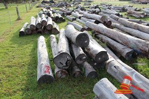 303 · BUNDLE OF 9 X JARRAH LOGS, 3.0M LONG, ALL 300mm DIAMETER