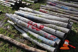 408 · BUNDLE OF 25 X JARRAH FENCE POSTS LOGS - 2.0 M LONG, 125mm DIAMETER