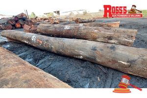 31 · 1 x EUCALYPTUS MARGINATA JARRAH LOG (CURLY GRAIN), APPROX DIMENSIONS: 7.7m/700mm, APPROX WEIGHT: 3.2 TONNES - NOTE: DOMESTIC PROCESSING REQUIRED
