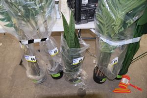 66 · SNAKE PLANT