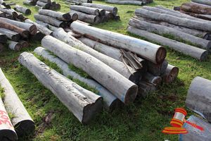 310 · BUNDLE OF 11 X JARRAH STRAINER POST LOGS, 10 @ 2.4, 1 @ 2.7 M LONG, 250 - 300mm DIAMETER