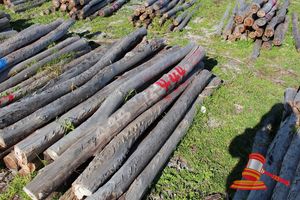 444 · BUNDLE OF 25 X JARRAH FENCE POSTS LOGS - 2.0 M LONG, 125mm DIAMETER