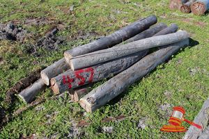 457 · BUNDLE OF 9 X JARRAH FENCE POSTS LOGS - 2.0 M LONG, 150mm DIAMETER