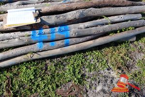 419 · BUNDLE OF 25 X JARRAH FENCE POSTS LOGS - 2.0 M LONG, 75mm DIAMETER