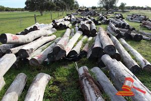 302 · BUNDLE OF 7 X JARRAH LOGS, 2.4 -3.0M LONG, ALL 300mm DIAMETER