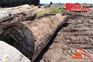 ALL213-MILL LOGS 600-1200mm (Diameter) x 6.2m Tuart Mill Log