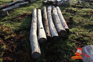 244 · BUNDLE OF 6 X JARRAH LOGS, 2.6 - 3.0 M LONG, ALL 200mm DIAMETER