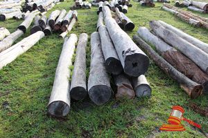 295 · BUNDLE OF 8 X JARRAH LOGS, 3.0 - 3.5M LONG, ALL 300mm DIAMETER