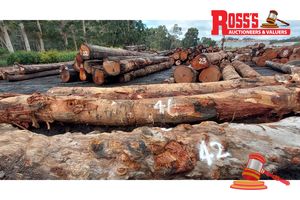 41 · 3 x EUCALYPTUS MARGINATA JARRAH LOGS, APPROX DIMENSIONS: 8.1-8.4m/600-800mm, APPROX WEIGHT: 11.7 TONNES - NOTE: DOMESTIC PROCESSING REQUIRED