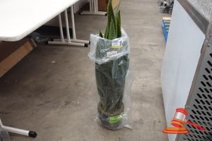 145 · 1 X POTTED SNAKE PLANT, IN BLACK POT