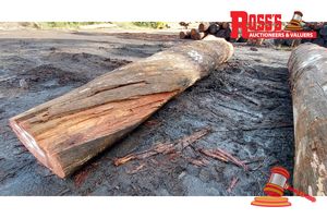 33 · 1 x EUCALYPTUS MARGINATA JARRAH LOG (BIRDSEYE), APPROX DIMENSIONS: 6.1m/1050mm, APPROX WEIGHT: 4.3 TONNES - NOTE: DOMESTIC PROCESSING REQUIRED