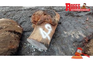 40 · 1 x EUCALYPTUS MARGINATA JARRAH BURL, APPROX WEIGHT: 0.18 TONNES - NOTE: DOMESTIC PROCESSING REQUIRED