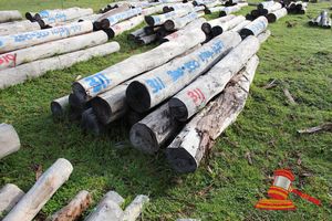 311 · BUNDLE OF 9 X JARRAH STRAINER POST LOGS, 5 @ 2.4, 4 @ 2.7M LONG, 300 - 350mm DIAMETER