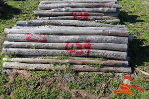 439 · BUNDLE OF 25 X JARRAH FENCE POSTS LOGS - 2.0 M LONG, 100 - 125mm DIAMETER