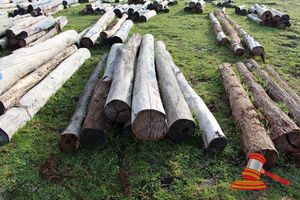 296 · BUNDLE OF 7 X JARRAH LOGS, 3.0 -3.7M LONG, 250 - 300mm DIAMETER