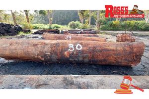 30 · 1 x EUCALYPTUS MARGINATA JARRAH LOG (CURLY GRAIN), APPROX DIMENSIONS: 5.4m/1000mm, APPROX WEIGHT: 4.5 TONNES - NOTE: DOMESTIC PROCESSING REQUIRED